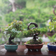 Illustration for article titled How to Get Started With Bonsai Trees Without Killing Them